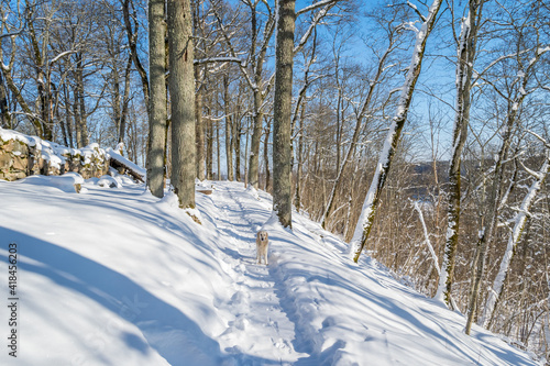 Wallpaper Mural White Golden Retriever in Snow on a Winter Day Torontodigital.ca