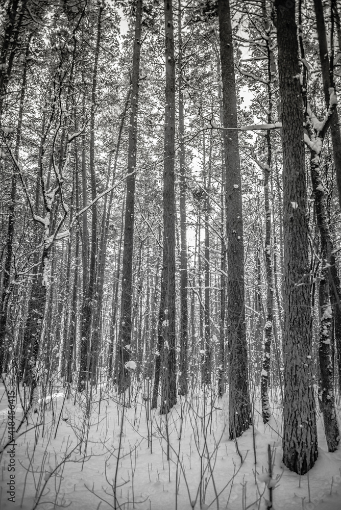 Snow Covered Forest in Winter in Latvia Snow Covered Forest in Winter in Latvia