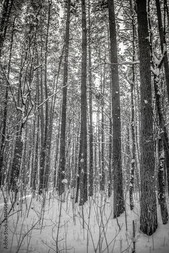Snow Covered Forest in Winter in Latvia
