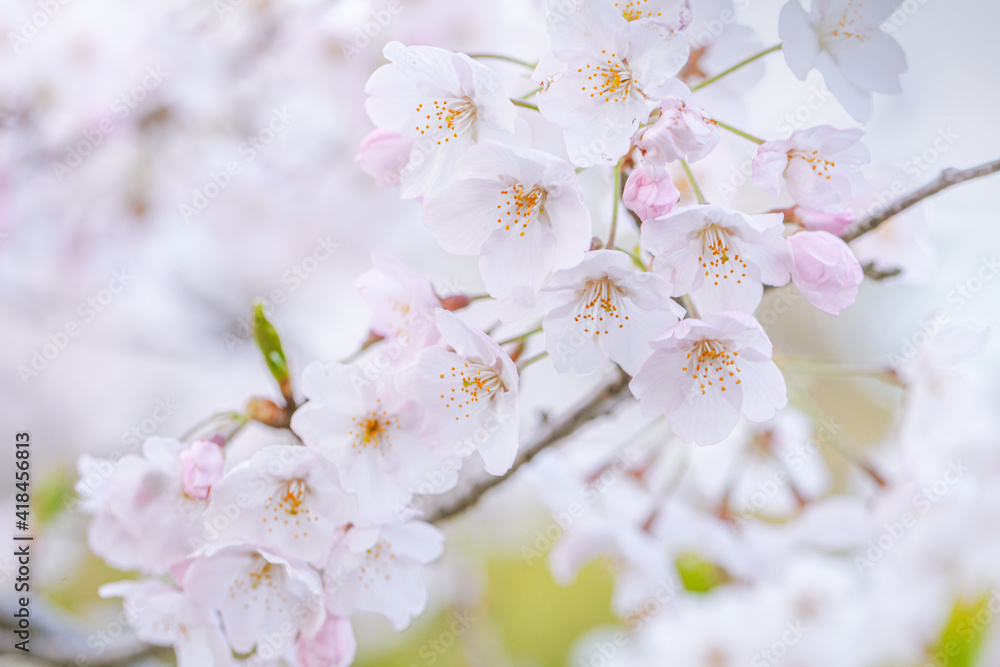 満開の桜の花/サクラ/さくら