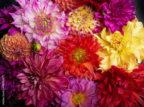 Red  white  yellow dahlia august colorful background. View of multicolor dahlia flowers.