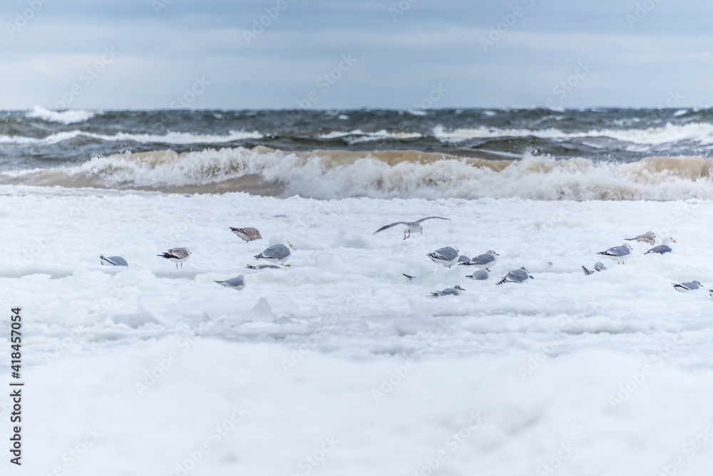 Frozen Snow Covered Beach on the Coast of Latvia on the Baltic Sea With Seagulls