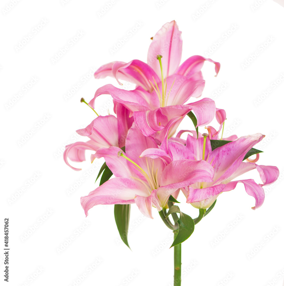 Naklejka premium beautiful pink lily, isolated on the white