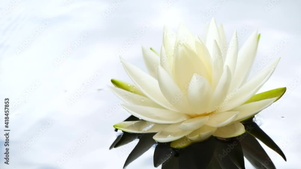 White lotus waterlily flower floating on water surface, blue sky reflection White lotus waterlily flower floating on water surface, blue sky reflection
