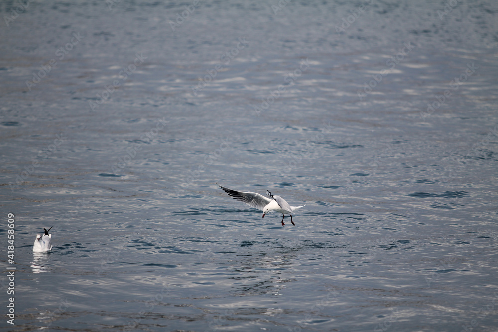 
seagulls wandering in the sea