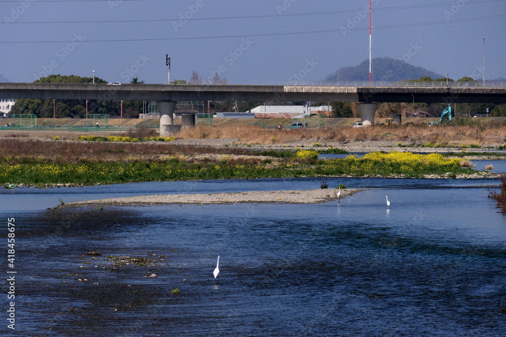 Obraz premium 水辺のダイサギ 