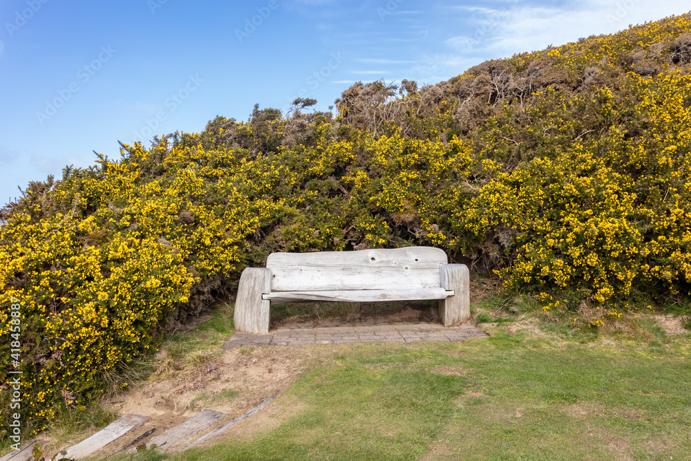 Obraz premium Bench with a large gorse bush
