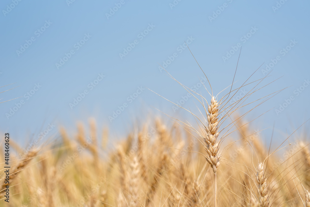 Gold color ear of barley in organic barley field.