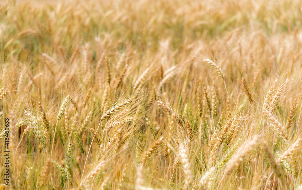Gold color ear of barley in organic barley field.