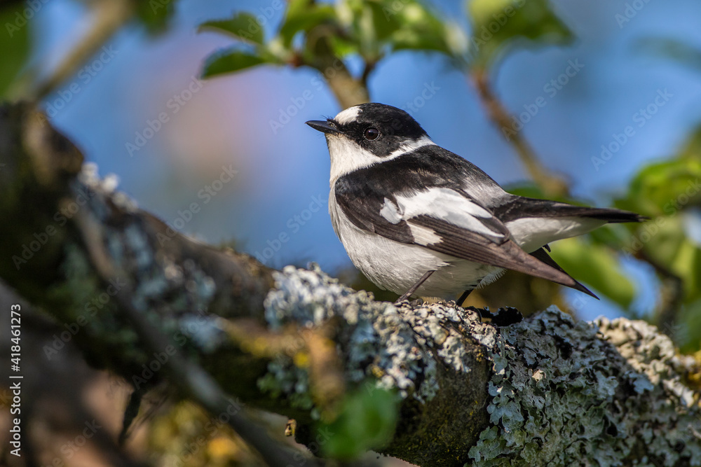 Obraz premium Halsbandschnäpper (Ficedula albicollis) Männchen