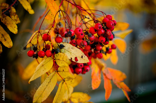 autumn leaves on a branch