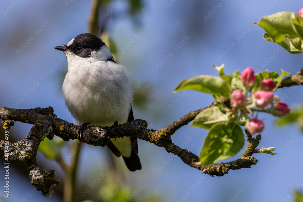 Halsbandschnäpper (Ficedula albicollis) Männchen Halsbandschnäpper (Ficedula albicollis) Männchen