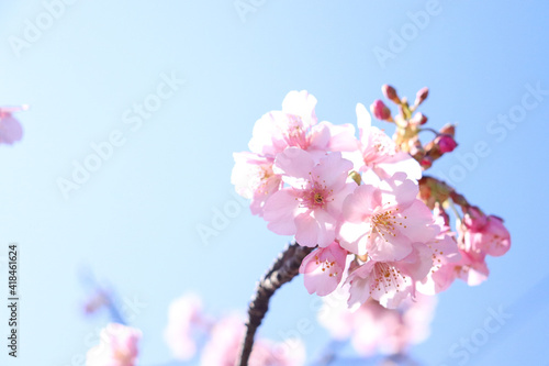 サクラ 満開 さくら 桜 ピンク 花見 美しい 幻想的 きれい 入学 卒業 新生活