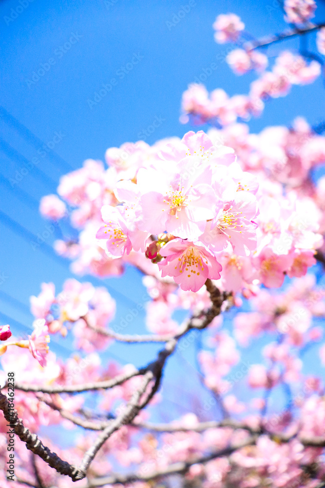 サクラ 鮮やか 美しい きれい 満開 サクラ 桜 きれい 花見 入学 卒業 かわいい