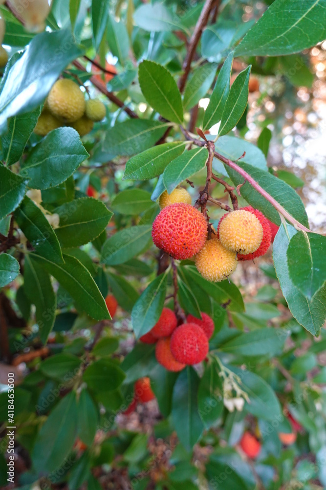 Arbutus unedo (Strawberry Tree) is a charming, broadleaf evergreen shrub or small tree with four-season ornamental interest. Arbutus unedo (Strawberry Tree) is a charming, broadleaf evergreen shrub or small tree with four-season ornamental interest.