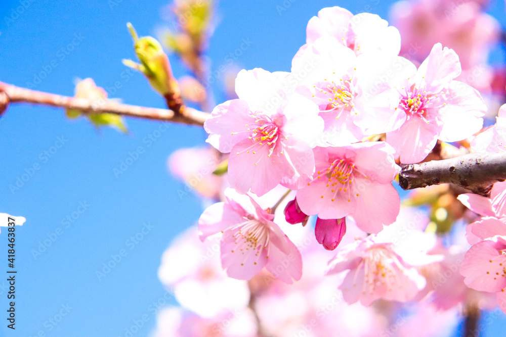 サクラ 満開 さくら 春 花見 ピンク 花びら 新生活 4月 3月 美しい花 かわいい きれい Stock Photo Adobe Stock