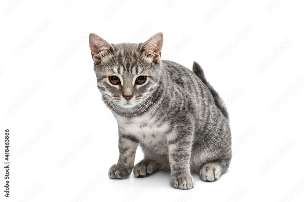Beautiful gray cat isolated on white background.
