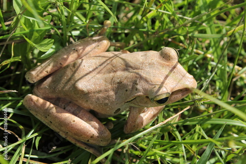 the view from the top corner of a large frog on the green grass © Alfian