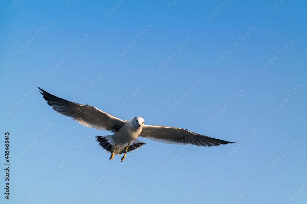 A white seagull flying gracefully in the blue sky. A white seagull flying gracefully in the blue sky.