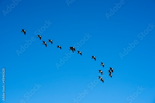 Bennekom Netherlands - 21 September 2020 - Flock of geese in V formation flight