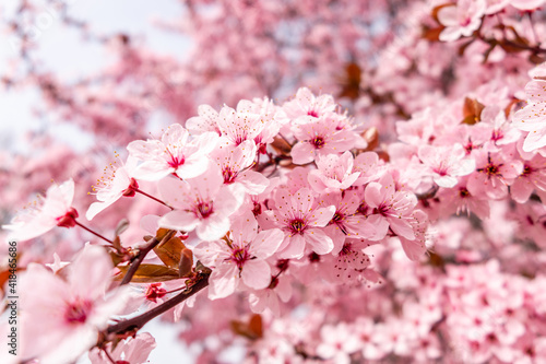 Cherry blossom  sakura flowers in a park in Madrid