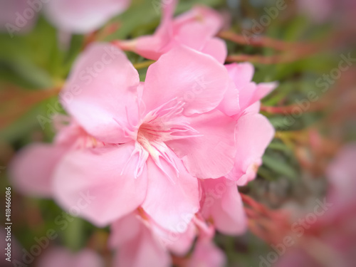 pink flowers