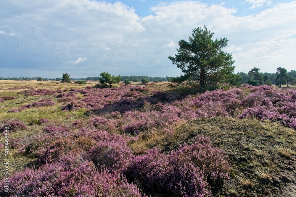 Schaarsbergen Netherlands - 6 September 2020 - Purple heather in National Park Hoge Veluwe in the Netherlands Schaarsbergen Netherlands - 6 September 2020 - Purple heather in National Park Hoge Veluwe in the Netherlands