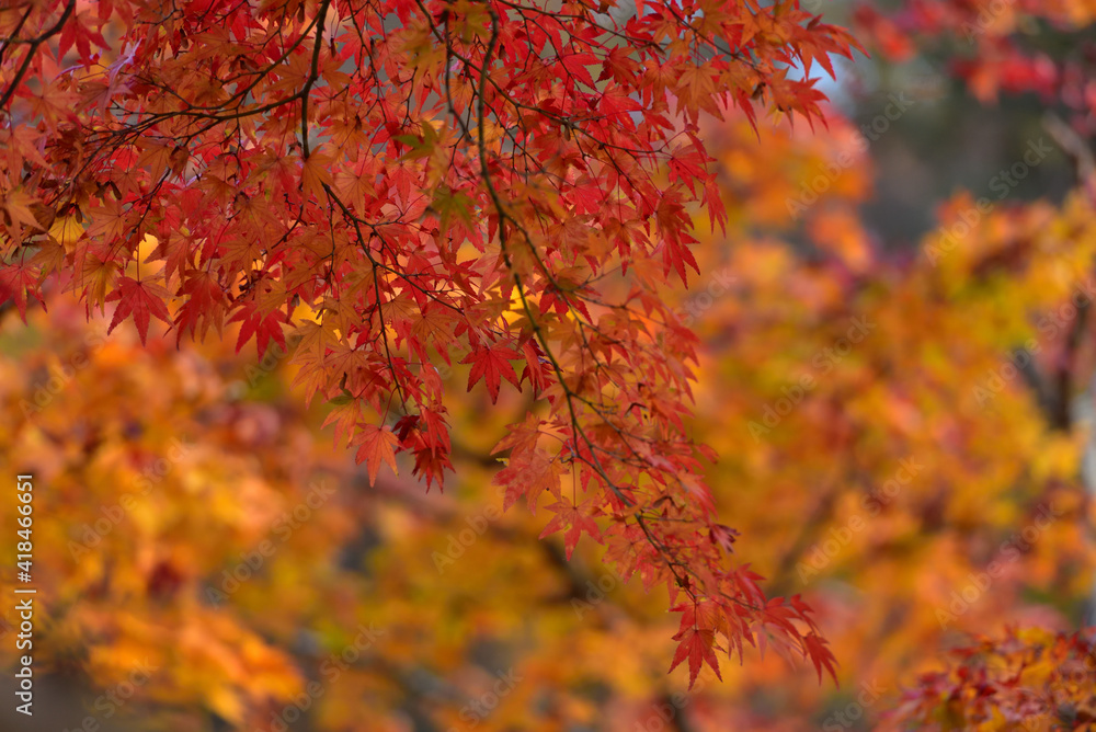 紅葉の背景 紅葉の背景