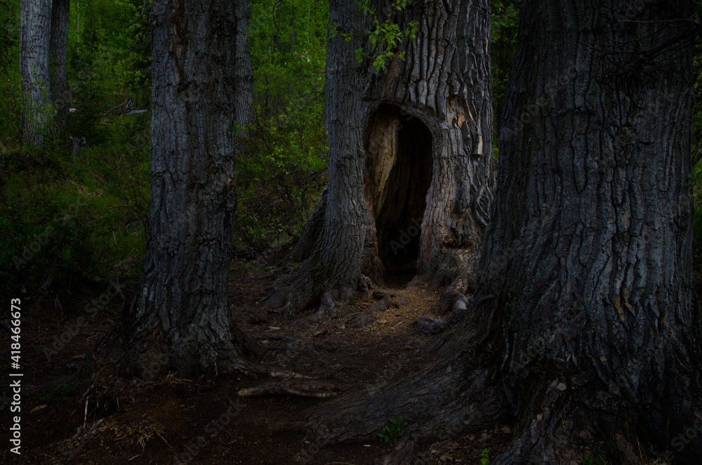 Obraz premium Spooky tree that seems stranger than things in Alaska