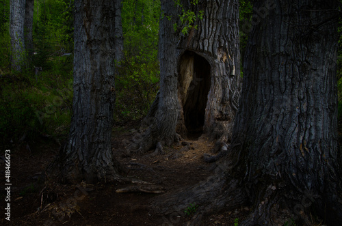 Spooky tree that seems stranger than things in Alaska