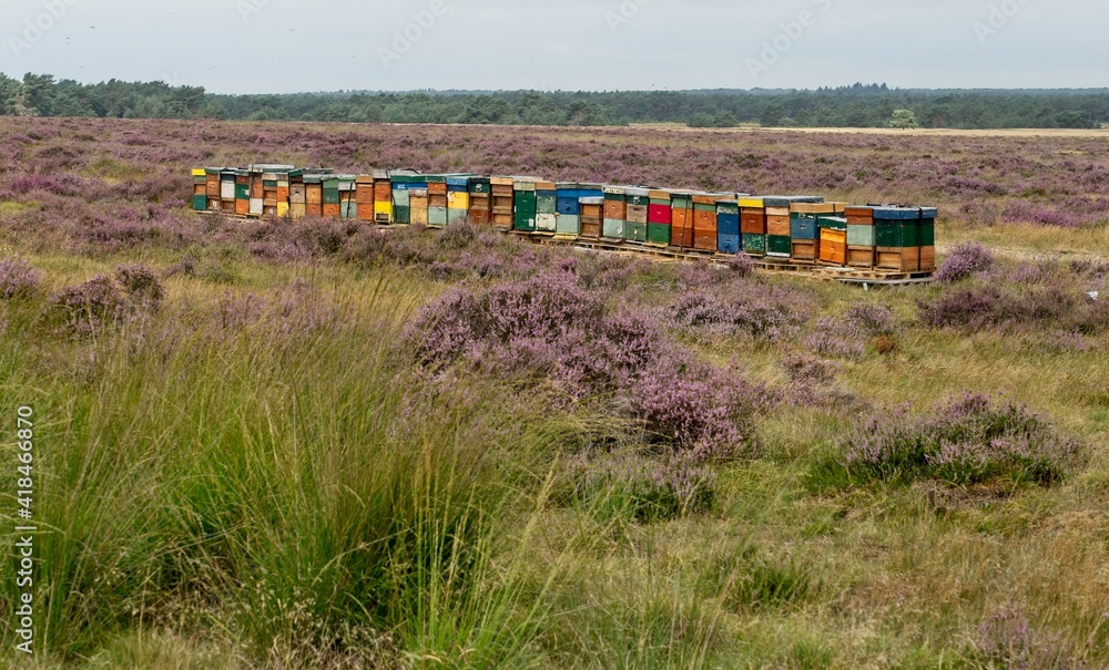 Schaarsbergen Netherlands - 23 August 2020 - Bee hives at National Park Hoge Veluwe Schaarsbergen Netherlands - 23 August 2020 - Bee hives at National Park Hoge Veluwe