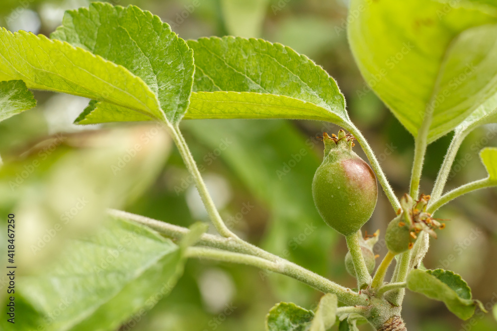 Fruits of immature apples on the branch of tree. Fruits of immature apples on the branch of tree.