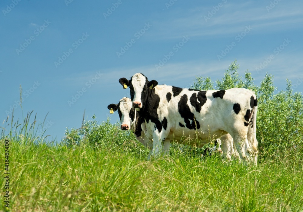 Renkum Netherlands - 29 May 2020 - Young cows in flood plains of Rhine near Renkum in the Netherlands 16 Renkum Netherlands - 29 May 2020 - Young cows in flood plains of Rhine near Renkum in the Netherlands 16