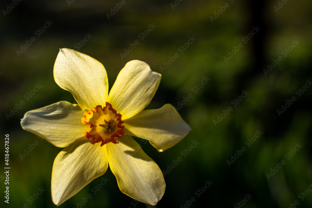 Fototapeta premium Nature spring background with yellow flowers, daffodils grow in the garden. Morning light. Spring in the garden, Easter.