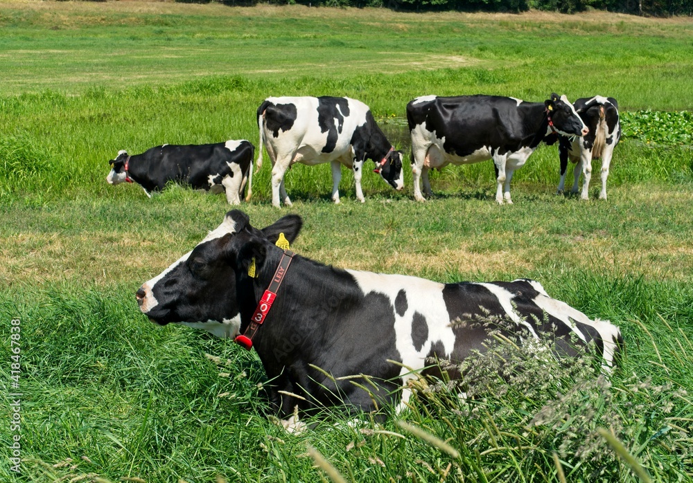 Renkum Netherlands - 29 May 2020 - Cows in flood plains of Rhine near Renkum in the Netherlands
