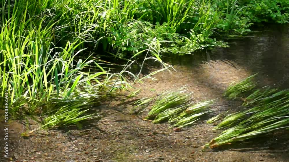 湧き水が流れる小川 江津湖 湧き水が流れる小川 江津湖