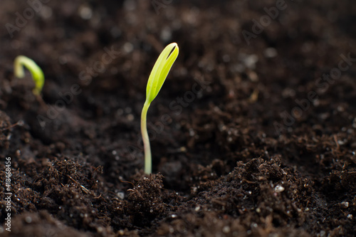 small green sprout growing out of the ground macro photo small tree pepper