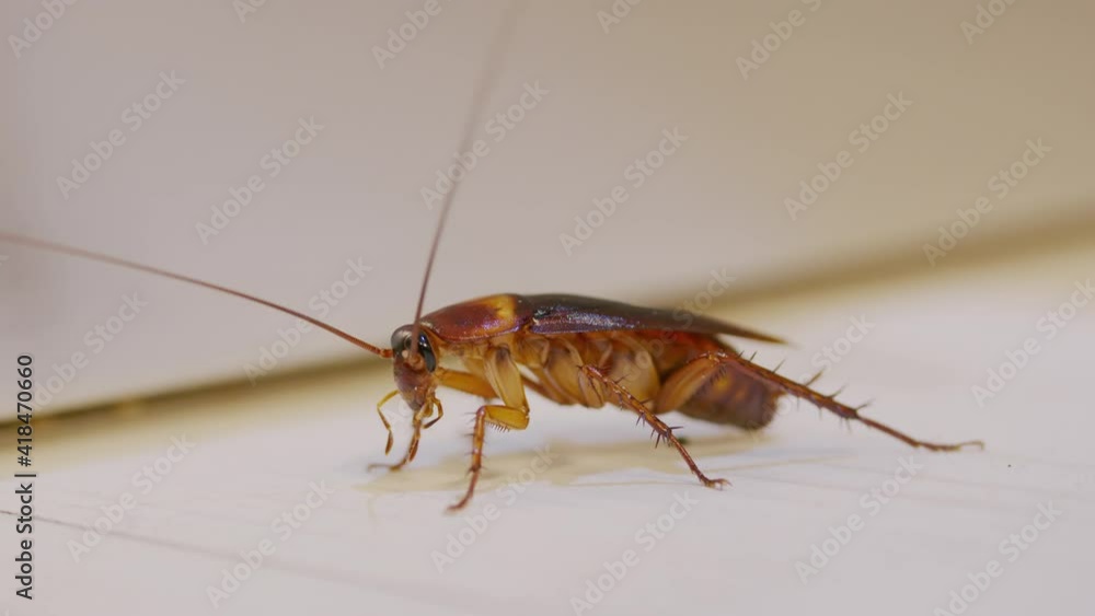 Close-up of brown cockroach on the floor, Close-up of brown cockroach on the floor,