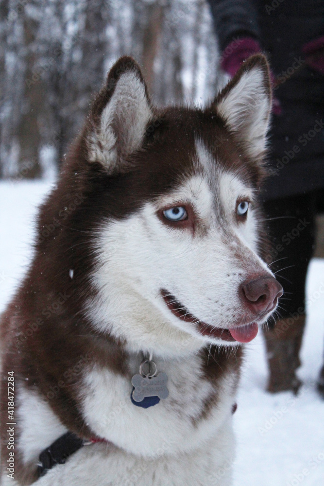 siberian husky dog in snow