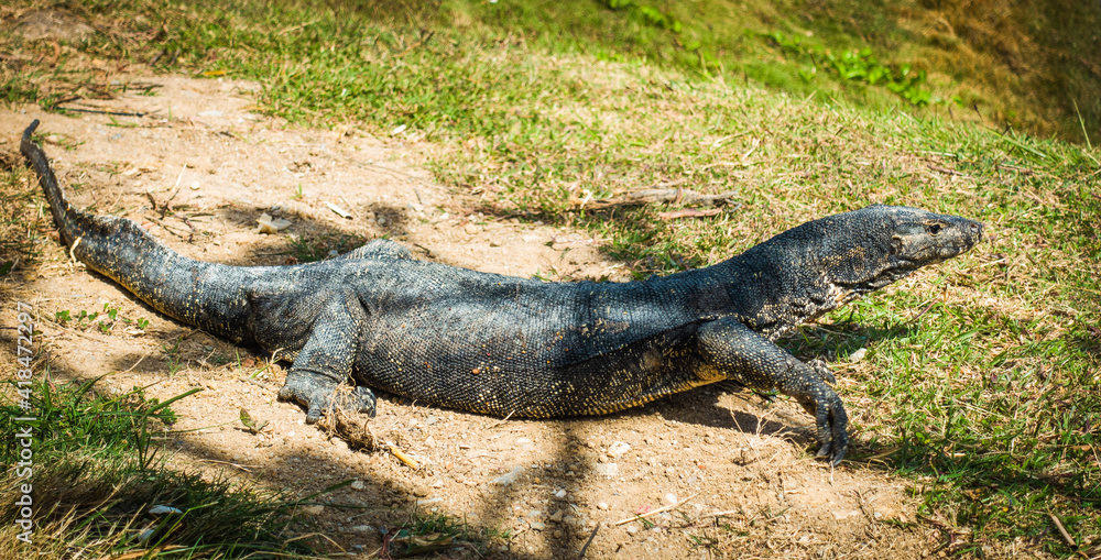 Obraz premium alligator in the grass