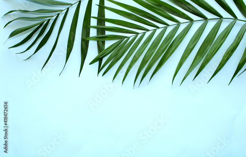 Palm tree leaves frame with a blue color background  tropical leaf