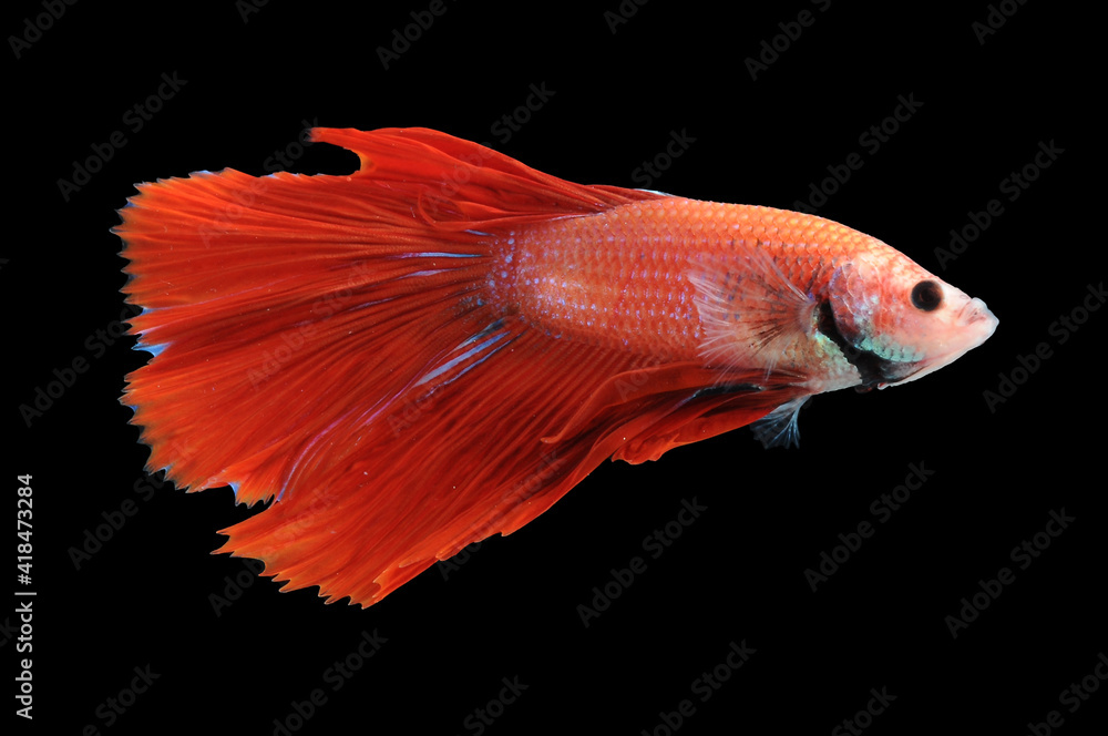 Betta fish, siamese fighting fish, betta splendens isolated on black background,
fish on black background, fish fighting, Multi color Siamese fighting fish,
Betta fish, siamese fighting fish, betta splendens isolated on black background,
fish on black background, fish fighting, Multi color Siamese fighting fish,