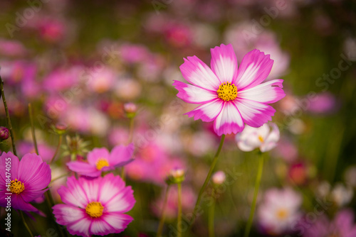 Pink cosmos flowers in a field with a colorful background.