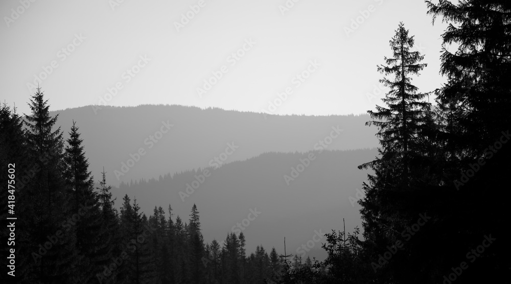 Monochrome background, view of mountains and forest layers at different heights. In the foreground a spruce tree. morning fog.