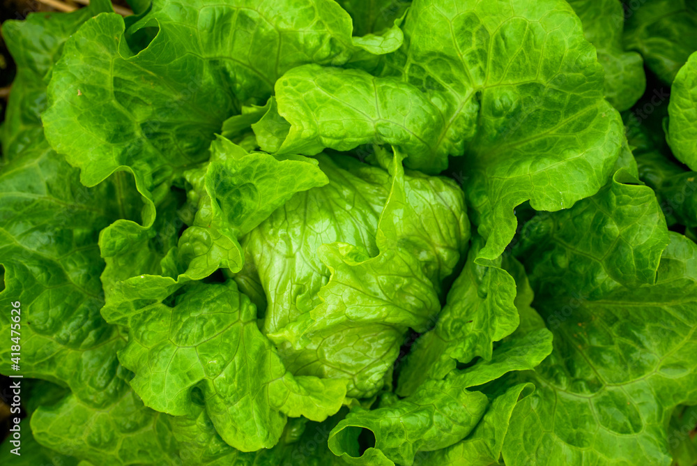 Closeup of rows of lettuce growing in the field Closeup of rows of lettuce growing in the field
