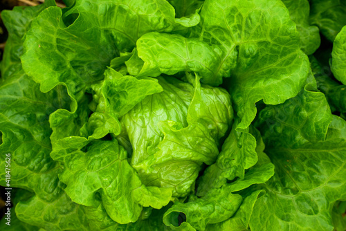 Closeup of rows of lettuce growing in the field