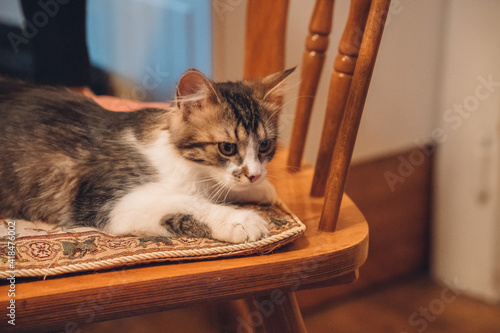 young joyful whisker kitten sitting at the wooden chair in the kitchen waiting for her human to play with