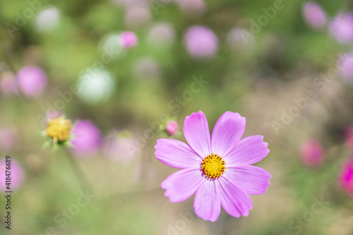 Purple cosmos flower in the daytime flower garden