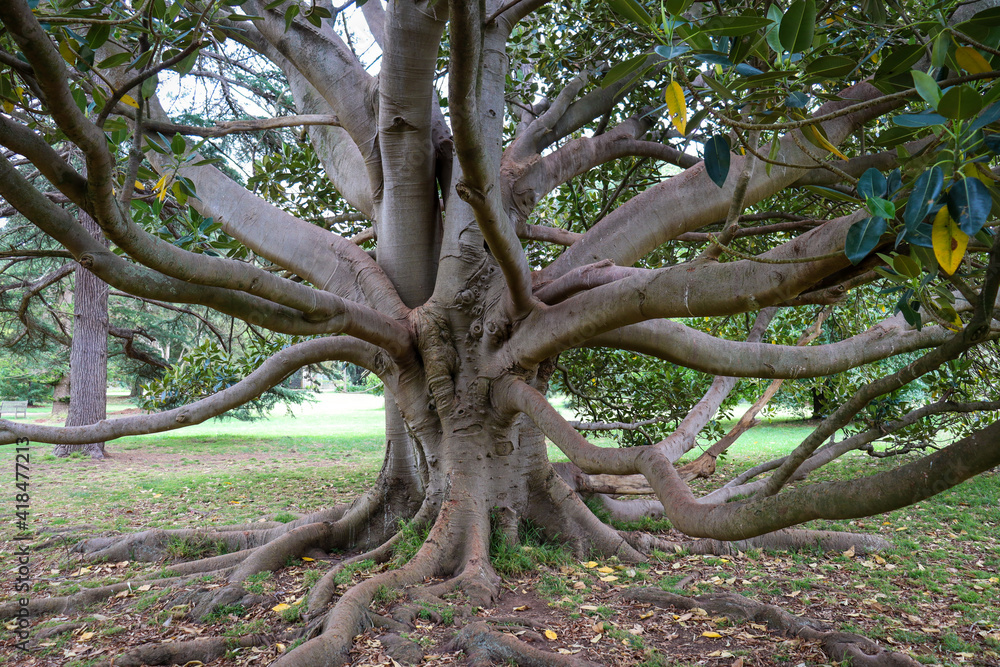 old moreton bay fig tree