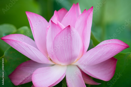 pink lotus flower © Kim Sehwan